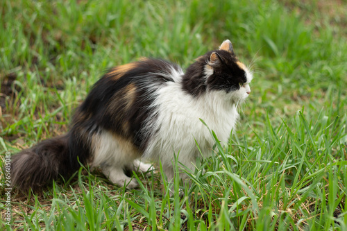 Fluffy wild cat red-black-white walks on the grass in the forest