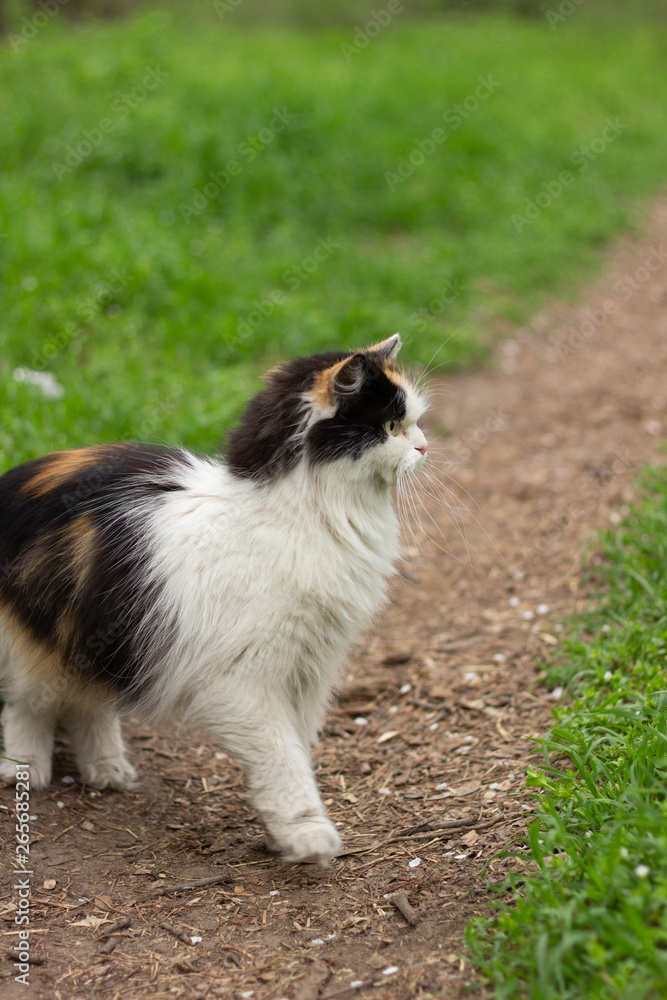 Fluffy wild cat red-black-white walks on the grass in the forest Fluffy wild cat red-black-white walks on the grass in the forest