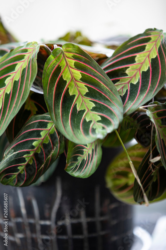 Close up of houseplant leaves in a black modern pot