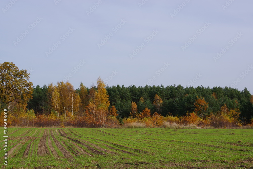 Forest Forest