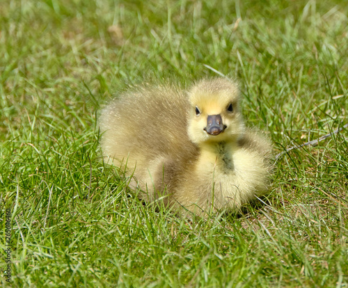 Gosling in the grass © Robert
