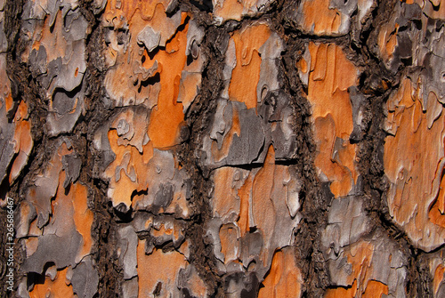 Foto Pine tree bark as background