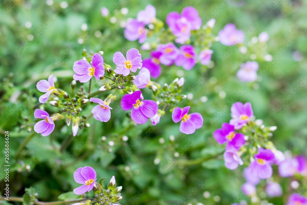 The flowers aubrieta on a green background_ The flowers aubrieta on a green background_