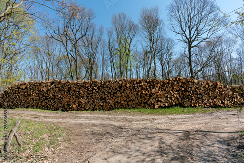 Frisch geschlagene Baumstämme im Wald aufgestapelt zu großen Stapeln, markiert und bereit zur Abholung