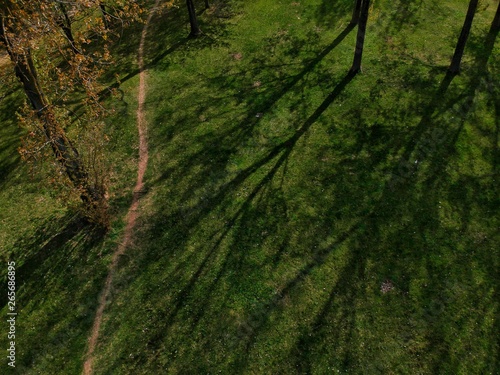 trees in the forest in Minsk Region of Belarus