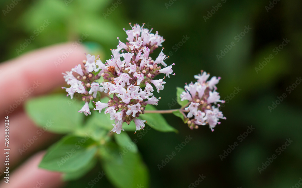 Purple flowers of oregano, wild marjoram.Medicinal plant.