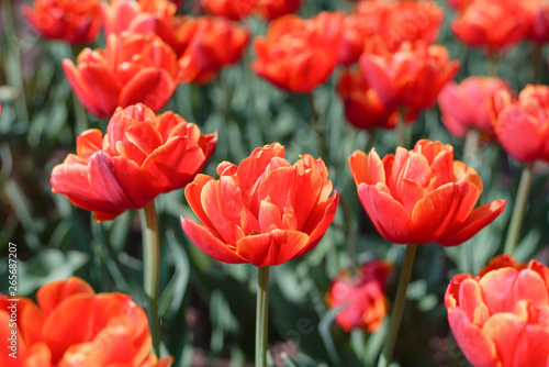 Blooming red orange tulips inside a park