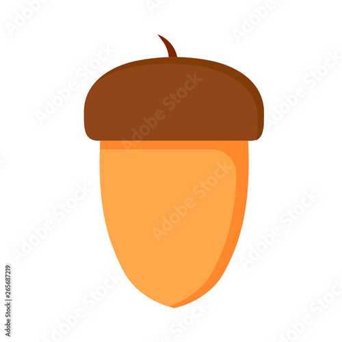 Oak nut brown squirrel food macro acorn vector. Isolated icon healthy element.