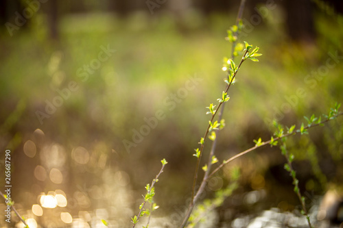 The appearance of the kidneys of the Willow and the leaves on the trees in spring.