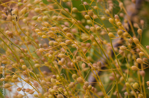 Konstfotografi Camelina Sativa plants with ripe seeds on the plantation