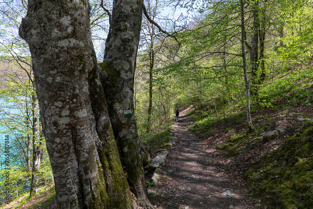 Fototapeta premium Irati forest in a sunny spring day in Navarra