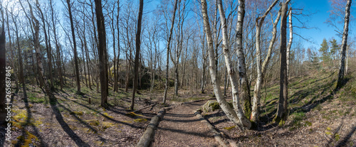 Styrso island forest