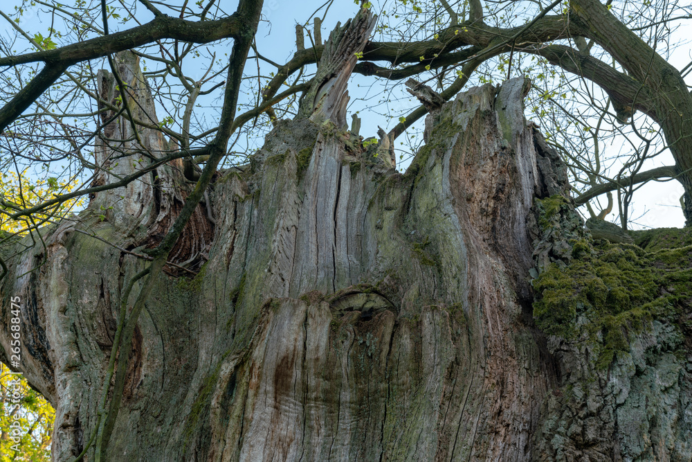 400 Jahre alte Stiel Eiche ( Quercus robur ) bei Sonnenuntergang im Schlosspark Sacrow in Potsdam - Naturdenkmal und geschützt