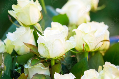 chic buds of white varietal roses on a green bush