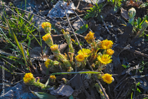 Yellow spring flower Tussilago farfara on a blurred background.