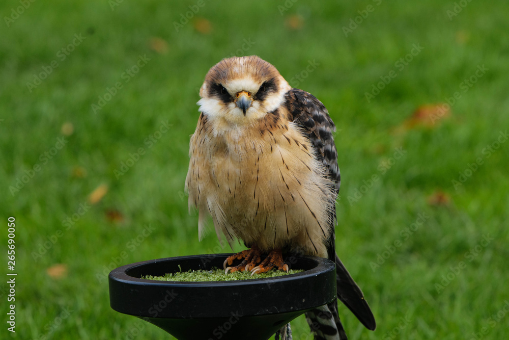 Naklejka premium Birds of prey from falconry and nature gardens.