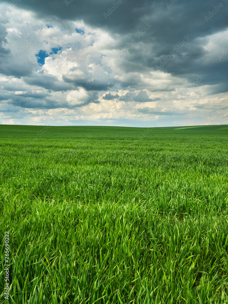 dark clouds above green wheat field