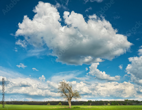 tree on green field under white clouds