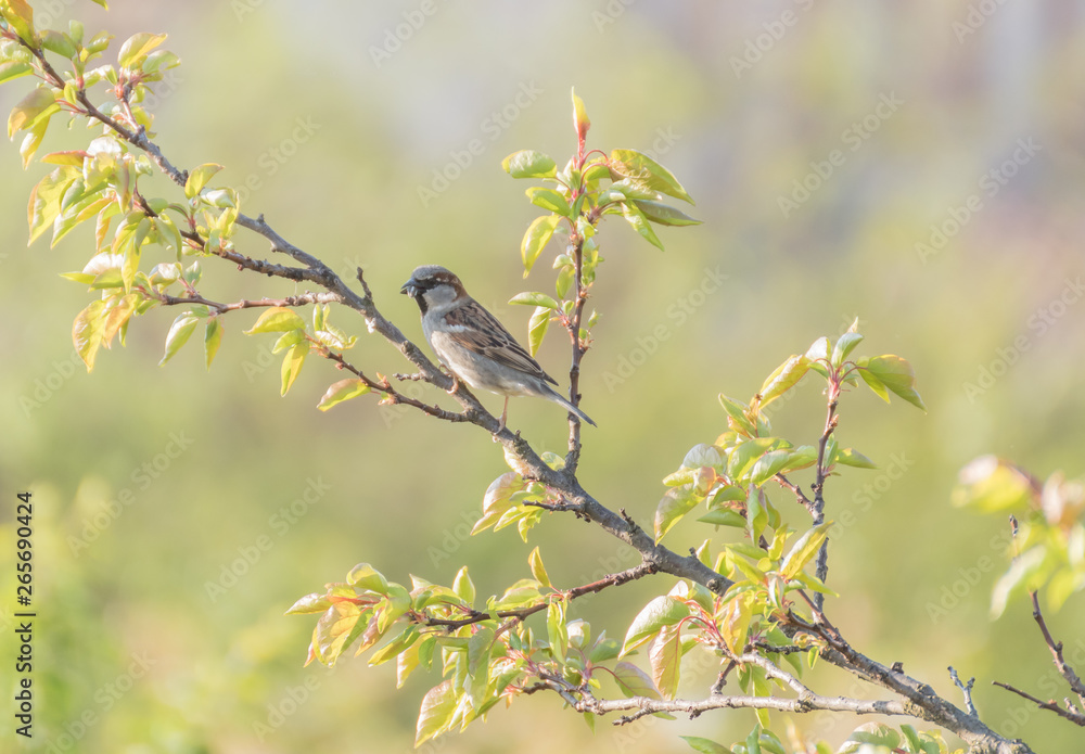 Bird on branch.Branch of a tree.Green leaves on tree Bird on branch.Branch of a tree.Green leaves on tree