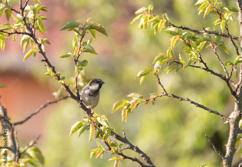 Bird on branch.Branch of a tree.Green leaves on tree Bird on branch.Branch of a tree.Green leaves on tree
