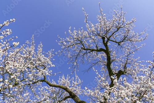 Apricot trees (Prunus armeniaca) in full bloom, Wachau, Willendorf, Lower Austria, Austria, Europe photo