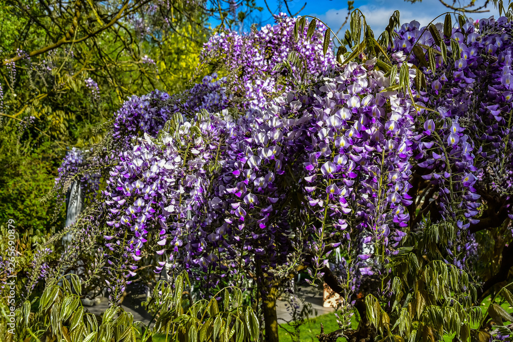 Obraz premium Blauregen Blüte Frühling Pracht üppig lila blau Garten