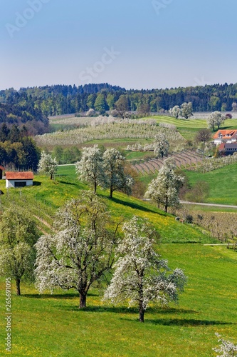 Flowering fruit trees, Taubenberg, Allgau, Bavaria, Germany, Europe photo