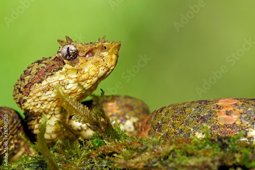 Eyelash viper (Bothriechis schlegelii), animal portrait, Costa Rica, Central America photo