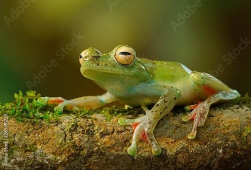 Canal Zone tree frog (Hypsiboas rufitelus) sits on branch, Costa Rica, Central America photo