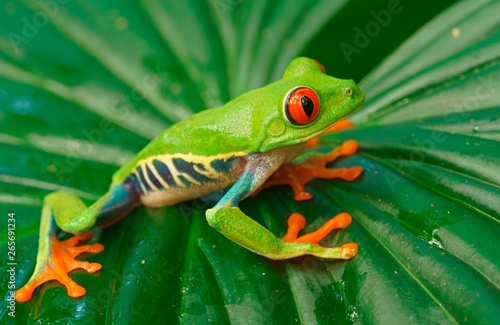 Red-eyed tree frog (Agalychnis callidryas) sits on leaf, Costa Rica, Central America