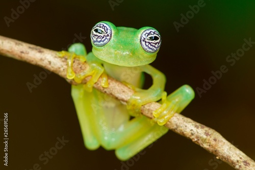 Glass frog (Sachatamia ilex) hangs on branch, Costa Rica, Central America photo