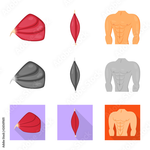 Vector design of fiber and muscular sign. Set of fiber and body  vector icon for stock.