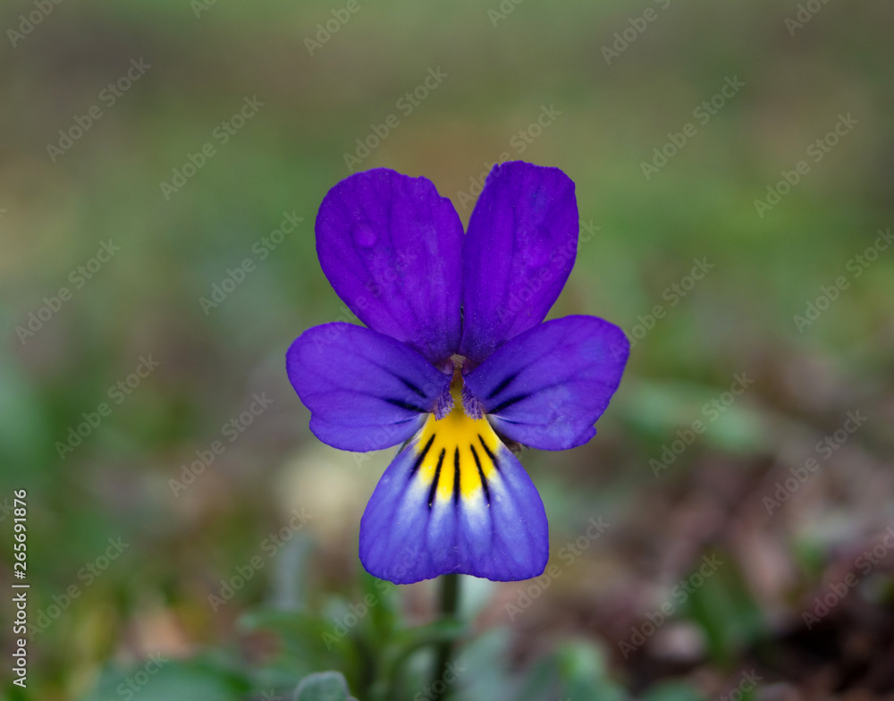 Violet flower low angle close up. Spring nature common violets background. Viola tricolor, pansy flowers in the spring forest. Violet flower low angle close up. Spring nature common violets background. Viola tricolor, pansy flowers in the spring forest.