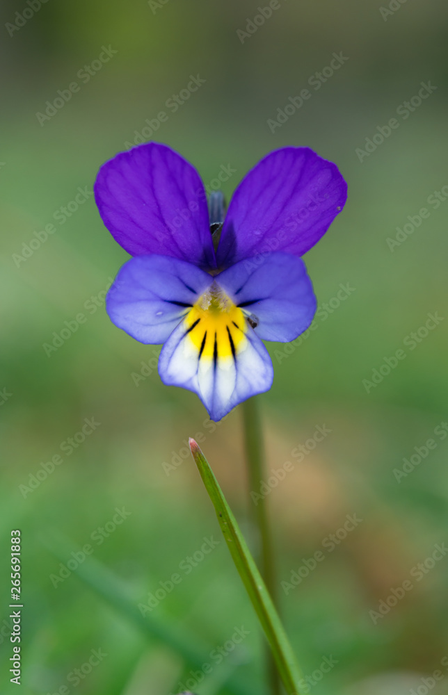 Wild Viola tricolor growing on the Murlough National Nature Reserve, County Down. Wild Viola tricolor growing on the Murlough National Nature Reserve, County Down.