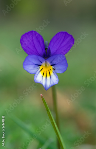 Wild Viola tricolor growing on the Murlough National Nature Reserve, County Down.