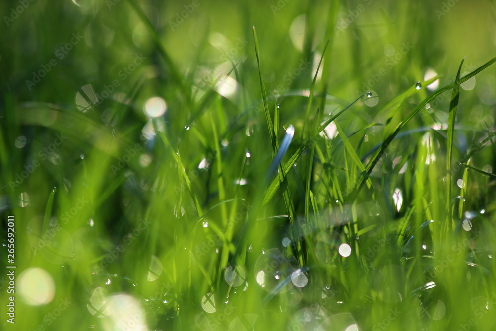 Close Up Of Fresh Grass With Water Drops In The Early Morning Close Up Of Fresh Grass With Water Drops In The Early Morning