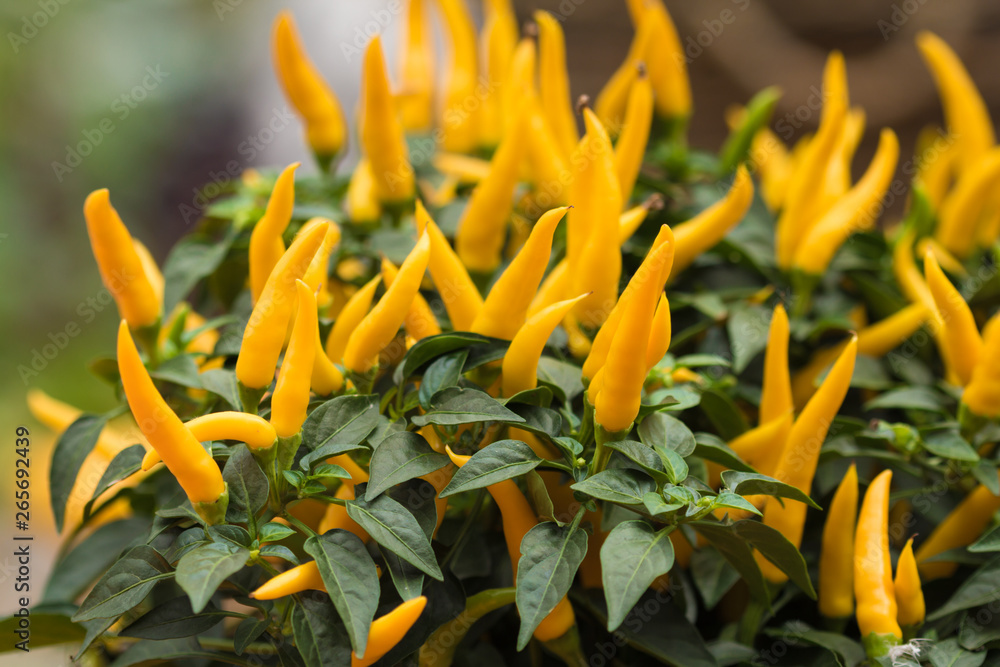 Fototapeta premium Yellow chillies plants