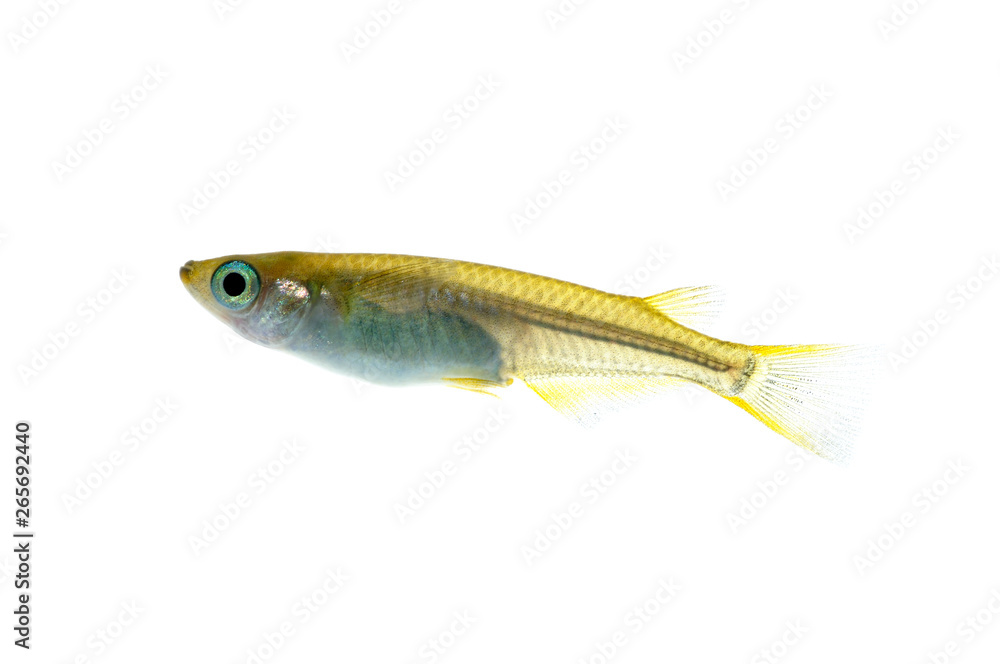 Obraz premium メダカ