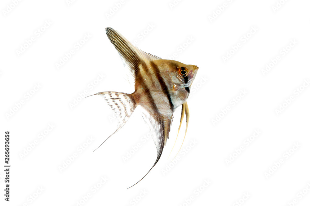 Obraz premium エンゼルフィッシュ
