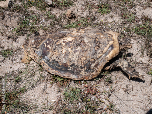 Dead endangered sea turtle on beach. A turtle carcass on the beach in Protected Marine Area of Torre Guaceto. Coastal and marine nature reserve. Brindisi, Puglia (Apulia), Italy photo