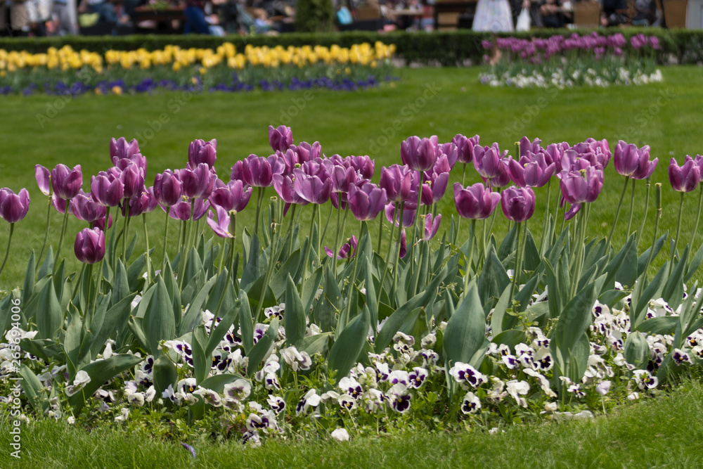 A flower garden in the center of Timisoara, Romania.Field of purple flowers