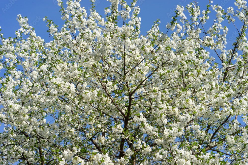 Blooming cherry tree against the blue sky. Blooming cherry tree against the blue sky.