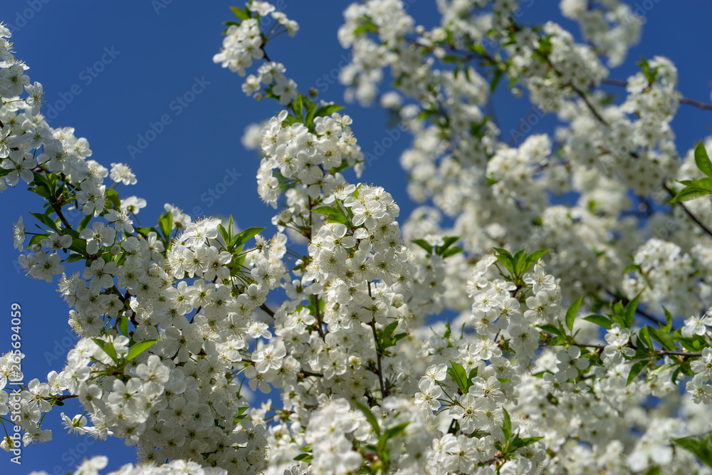 Blooming cherry tree against the blue sky. Blooming cherry tree against the blue sky.