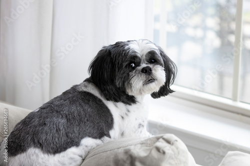 Shih Tzu dog sitting by window