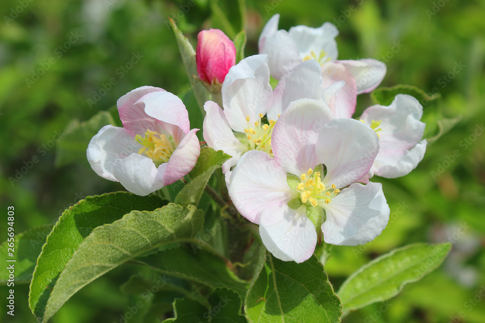 Fototapeta premium blooming apple tree