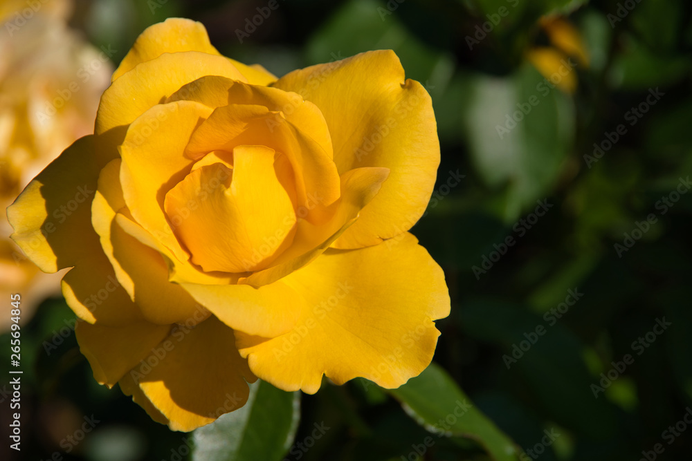 Yellow rose flower in the English garden Yellow rose flower in the English garden