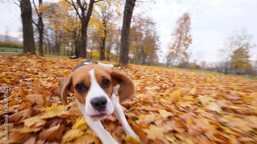 Adorable dog run for camera, chasing and try to catch. Fallen maple leaves lie around at city park, nice autumn day time. Long drop ears fly around and flap, playful doggy want to reach target