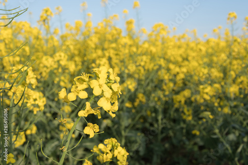 Field of yellow flowers.Yellow rape field Golden yellow rapeseed field in Romania