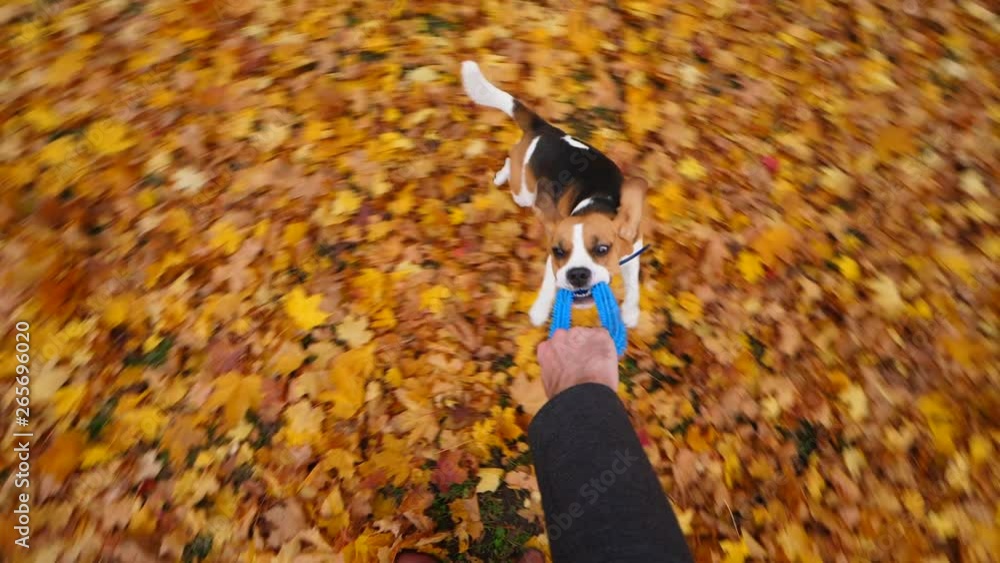 Hilarious dog fly around, POV playing tug war game with pet. Beagle hold ring in jaws, man rise up pet and turn around. Doggy wrestle and twitch, jerk head. Fallen leaves lie around