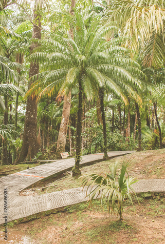 Tropischer Garten Jardin de Balata auf Martinique in der Karibik